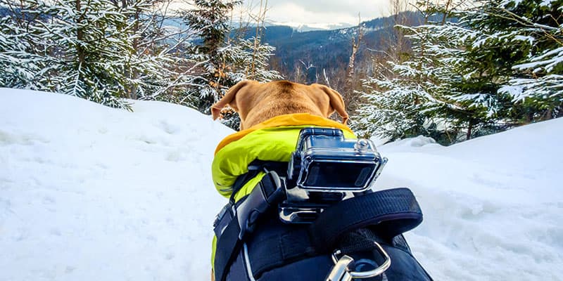 Tracking and Search and Rescue Dog