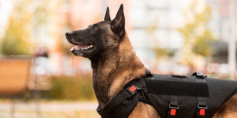 Working K9 (Working Dog)