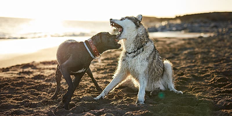 Behavioral Issues and Behavior Modification