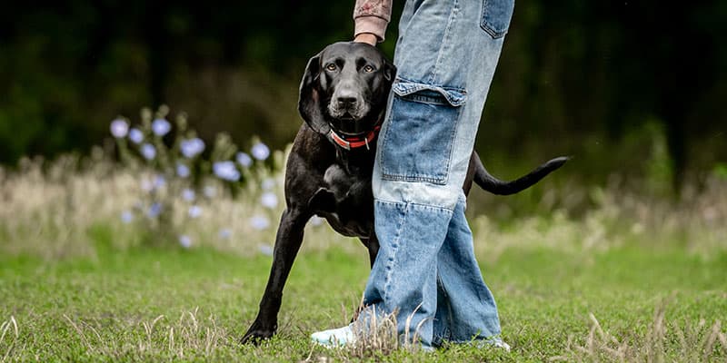 Obedience