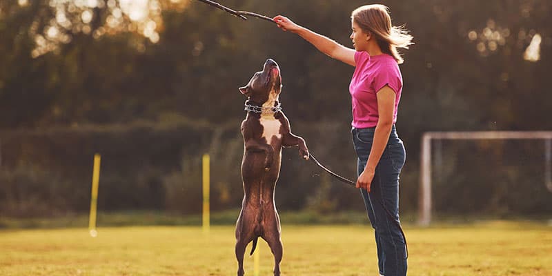 Dog Trainer Training