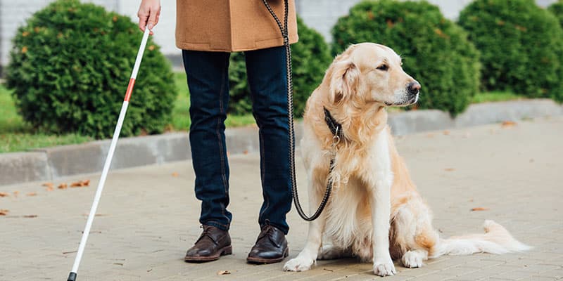Guide Dog