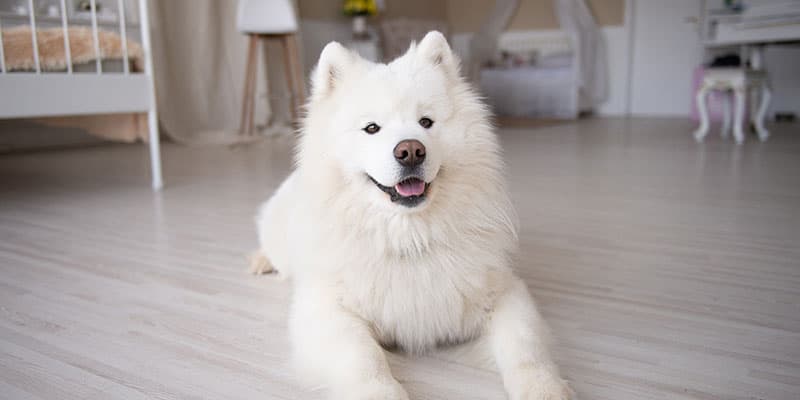 Samoyed Training