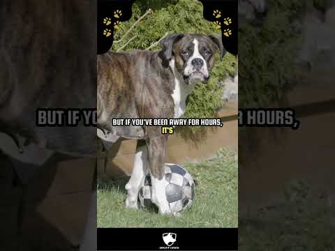 Köpeğinizi Taramanın Gizli Gücü
