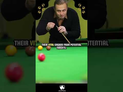 Köpeklerin Zaman Anlayışı