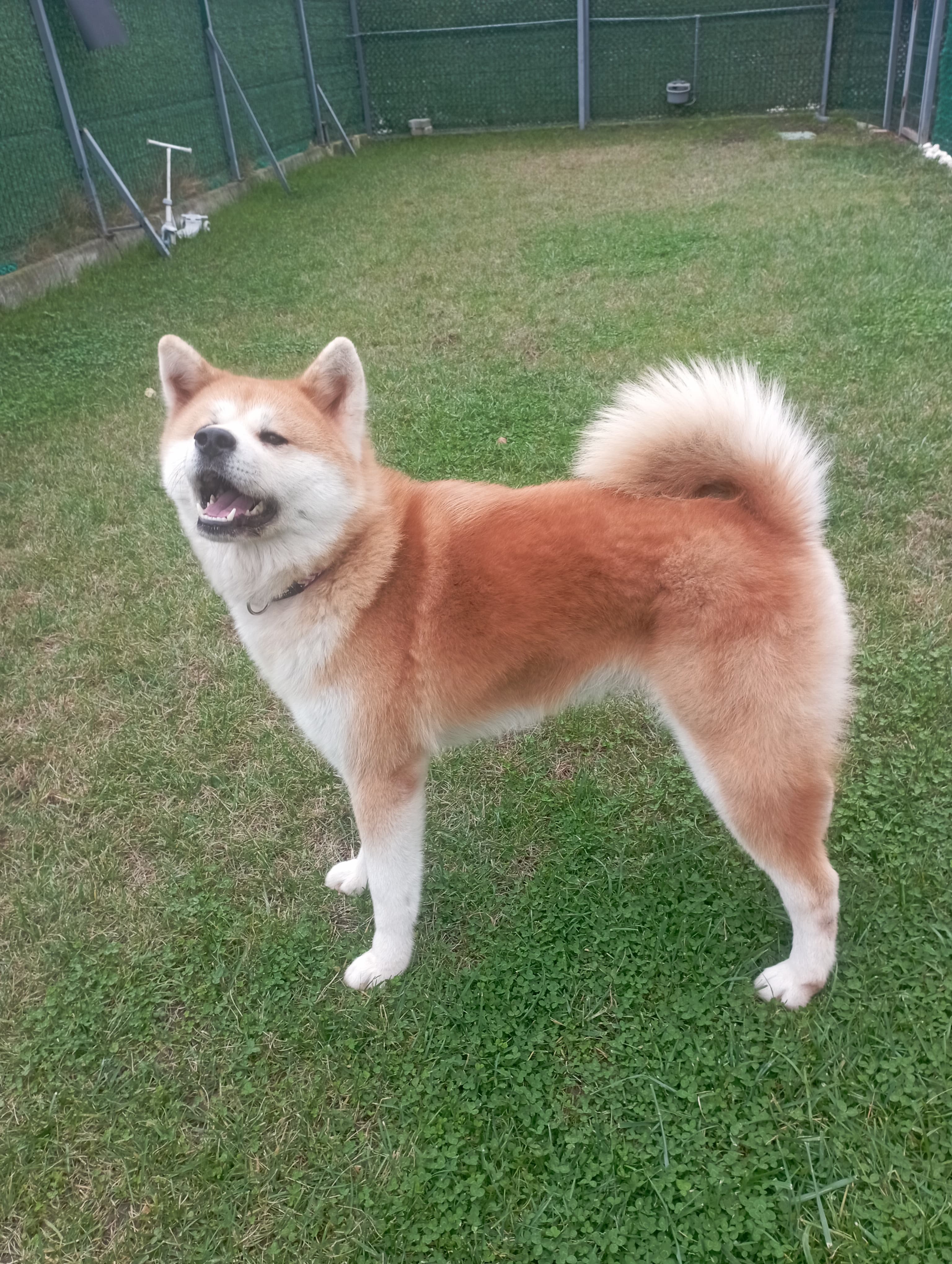 Akita Eğitimi