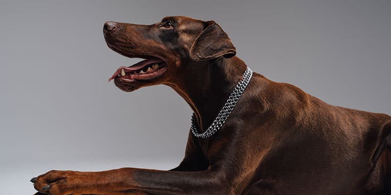 Doberman Training