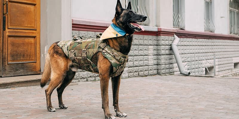 Guard Dog