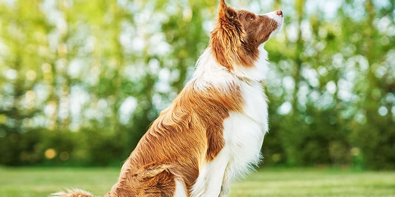 Pet Training